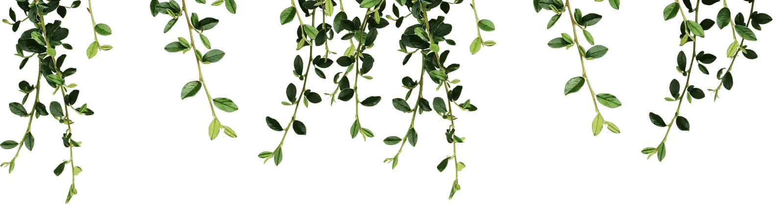 Leaf Layer 1