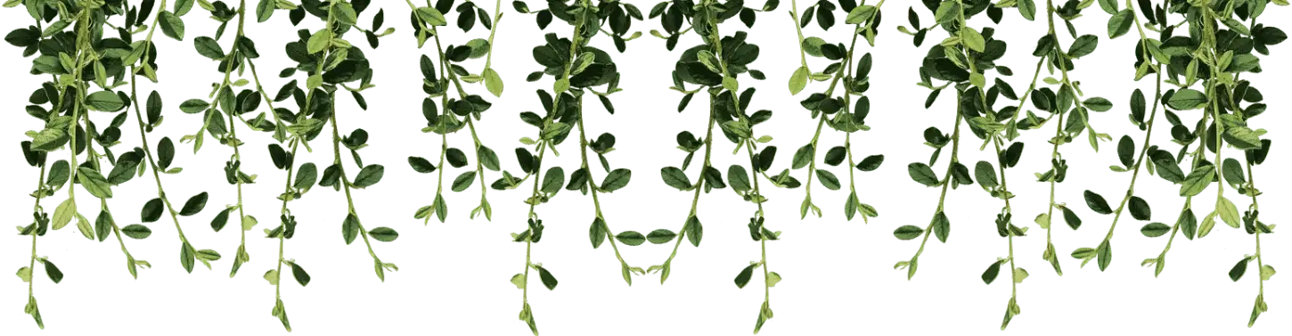 Leaf Layer 2