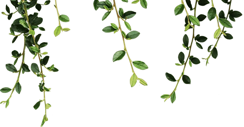 Leaf Layer 1