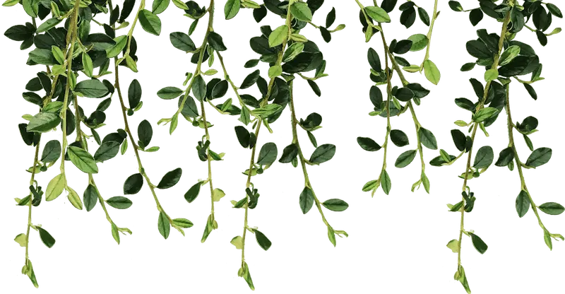 Leaf Layer 2